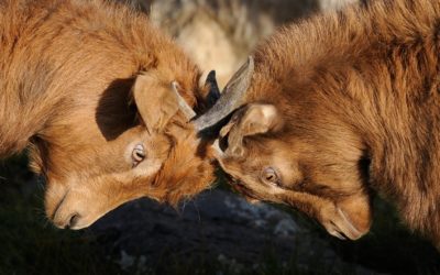 I hate conflict!