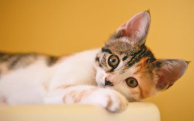 Curiosity killed the cat! Or did it?