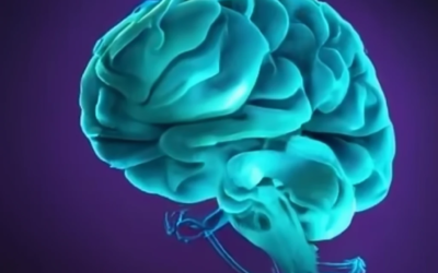 Train Your Brain